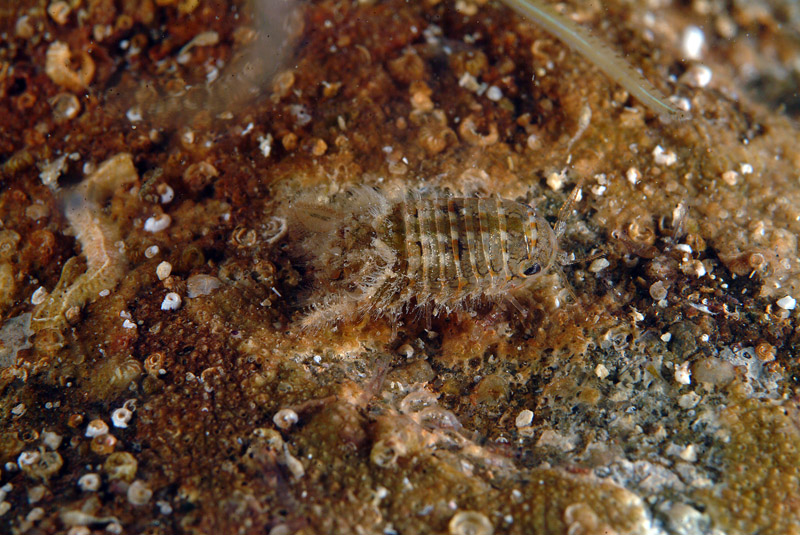 Cymodoce truncata